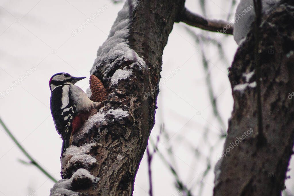 Great Spotted Woodpecker in Harz Mountains National Park, Germany. Animal theme. Woodpecker drumming on tree in winter season