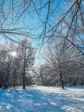 Braunschweig, Aşağı Saksonya, Almanya 'da kış manzarası. Güneşli bir günde güzel kar Westpark 'ı kapladı.