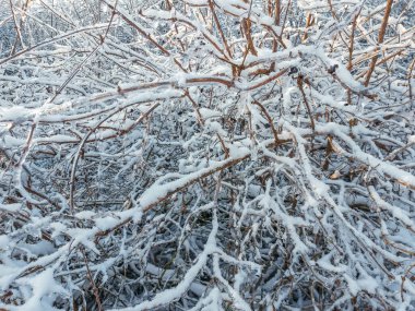 Karla kaplı çalılara yakın çekim. Kış teması. Almanya 'da sert kış boyunca buzlar ince dallarla kaplandı