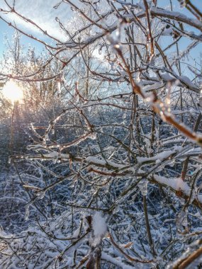 Karla kaplı çalılara yakın çekim. Kış teması. Almanya 'da sert kış boyunca buzlar ince dallarla kaplandı