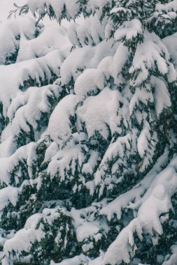 Soğuk bir kış gününde kozalaklı ağaç karla kaplandı. Noel ağacı. Noel ve kış tatillerinin sembolü