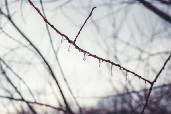 Zimní Krajina Městském Parku Braunschweigu Dolní Sasko Německo Ledově Zakryté — Stock fotografie