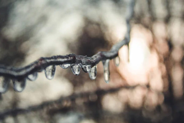 Lodowe Gałęzie Zimowym Krajobrazie Zamrożony Krzak Słonecznym Tłem — Zdjęcie stockowe