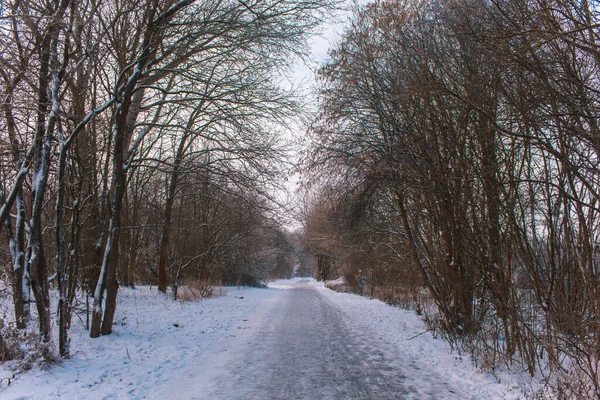 Paisagem Inverno Braunschweig Baixa Saxônia Alemanha Neve Cobriu Westpark Dia — Fotografia de Stock