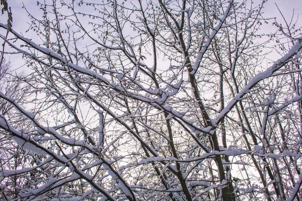 Ośnieżone Drzewa Chłodny Zimowy Dzień Braunschweig Niemcy — Zdjęcie stockowe