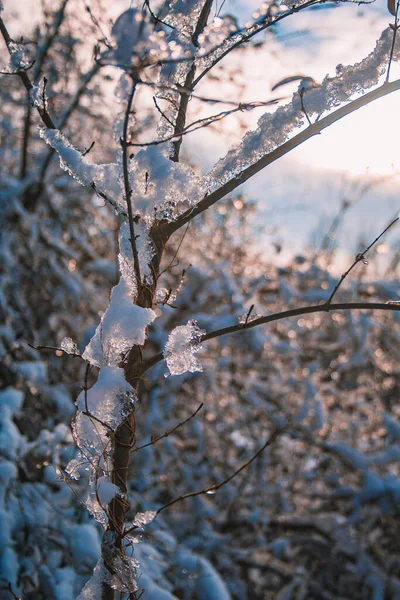 德国下萨克森州布伦瑞克的冬季风景 在一个阳光明媚的冬日 雪覆盖了韦斯特公园 — 图库照片