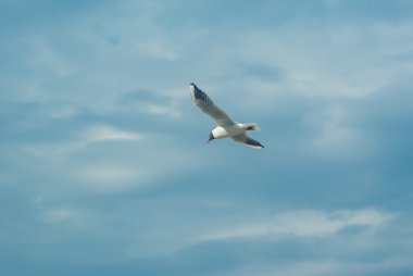 Martı gökyüzünde uçuyor.