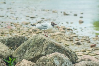 Finlandiya Körfezi nehirde martı