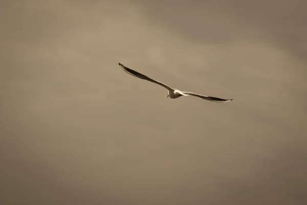 Gökyüzünde martı
