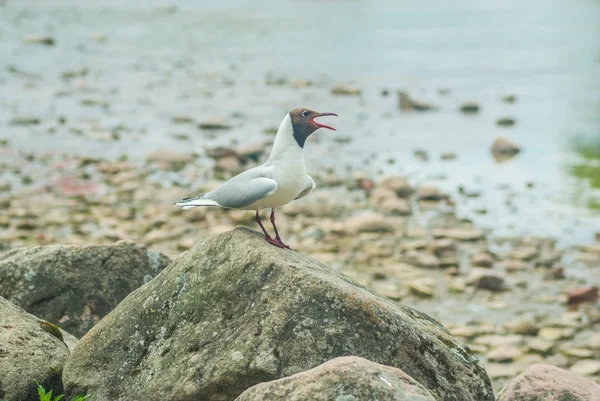 Seagull on Finlandiya Körfezi