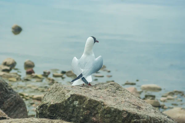 Burung camar di Teluk Finlandia — Stok Foto