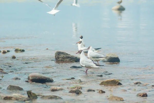 Белая чайка — стоковое фото