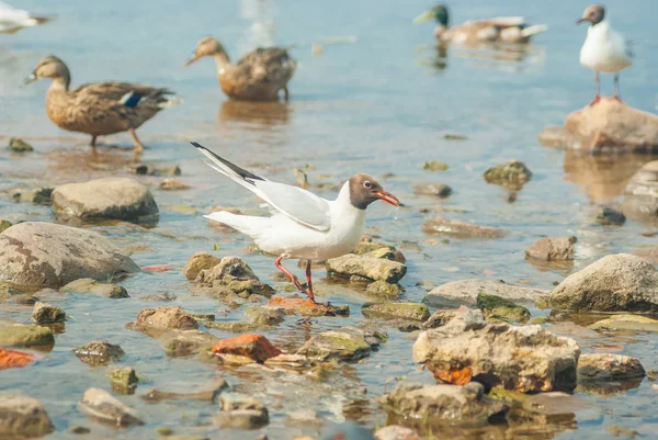 Kayalıklarda martı