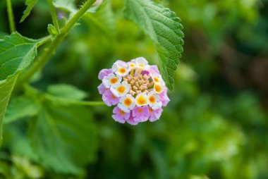 Lila küçük çiçek