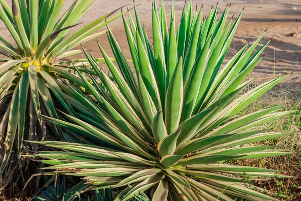 Cactus Imagen de stock