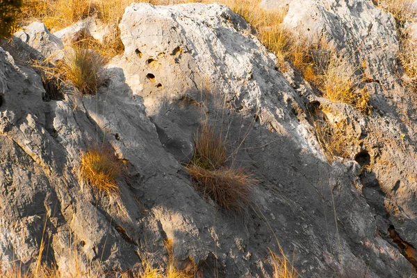 L'erba sulle rocce — Foto Stock