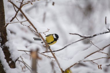 Ağacın dalında oturan küçük bir kuş.