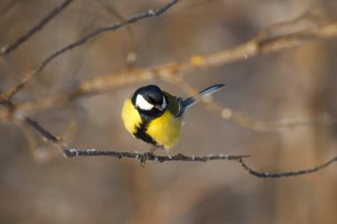 Küçük bir kuş. Ağaç / meme faresinin dalında oturuyor.