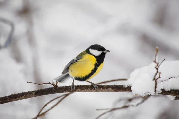 Petit Oiseau Mésange Assis Sur Une Branche Arbre — Photo