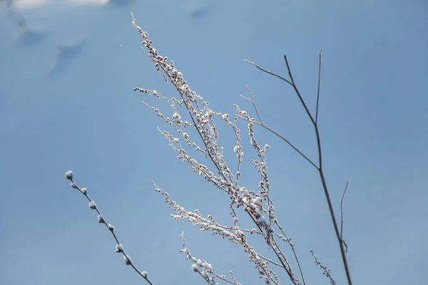 冬季背景雪地上的霜冻分枝 — 图库照片