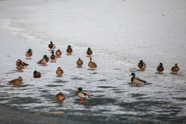 Muitos Patos Reais Drakes Gelo Rio Congelado — Fotografia de Stock