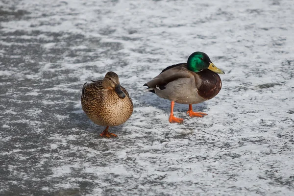 드레이크와 Mallard Duck Drake Duck Couple Pon Mallard Wild Duck — 스톡 사진