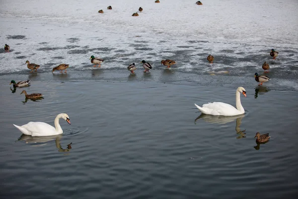 Par Cisnes Cygnus Olor Nadando Lago Azul Inverno — Fotografia de Stock