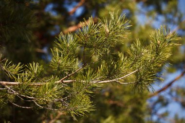 Çam ağacı yaprakları detaylarla dolu