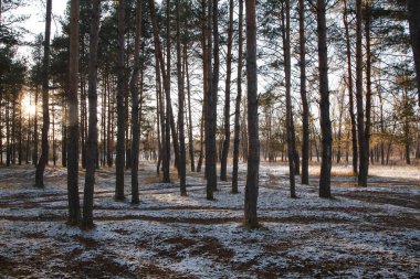 Sonbahar ormanındaki ilk kar, güneşle aydınlanıyor.
