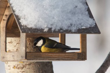Küçük bir kuş. Ağaç / meme faresinin dalında oturuyor.