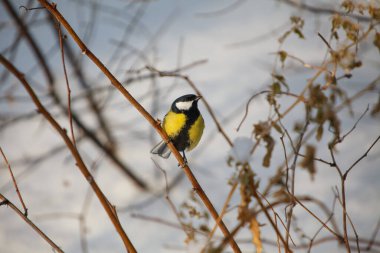 Küçük bir kuş. Ağaç / meme faresinin dalında oturuyor.