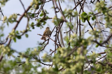 Mavi gökyüzüne karşı açan kiraz ağacı dalı