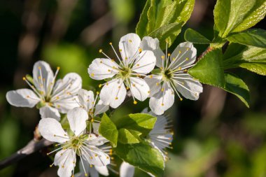Kiraz ağacının dalı tam çiçeklendiğinde