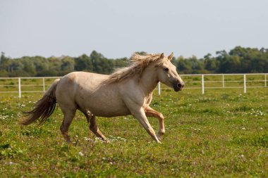 At çiftliğinde koşan genç bir at.