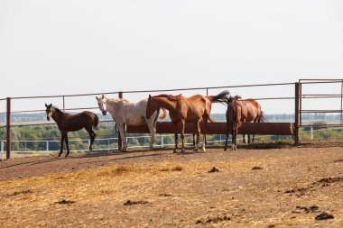 At çiftliğindeki çayırlarda otlayan güzel atlar