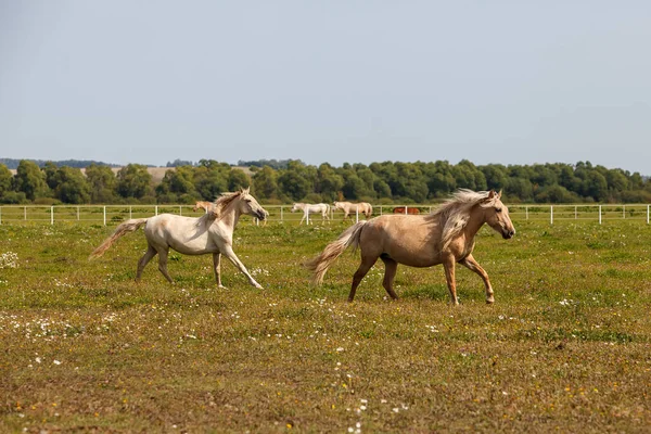 Jóképű Fiatal Lovak Rohangálnak Egy Lófarmon — Stock Fotó