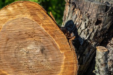Elma ağacının dokusu kesilir. Yıllık halkalarla gövdenin bir kesiti.