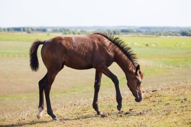 Yakışıklı kahverengi at ya da tarlada otlayan tay.