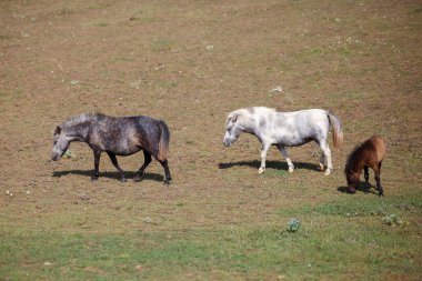 At çiftliğinde otlayan üç yakışıklı midilli, at, kısrak ve tay..