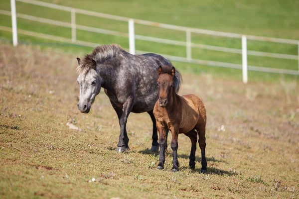 Pony Con Potro Pastando Una Granja Caballos —  Fotos de Stock