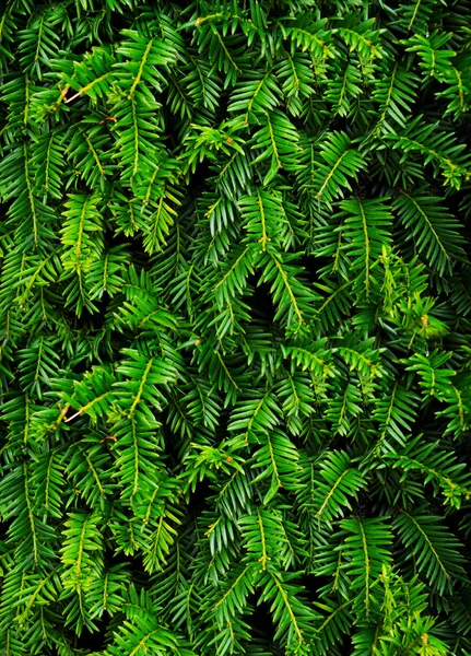 Arrière-plan des branches d'arbre de Noël — Photo