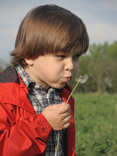 Prachtige kleine jongen waait paardebloem. — Stockfoto