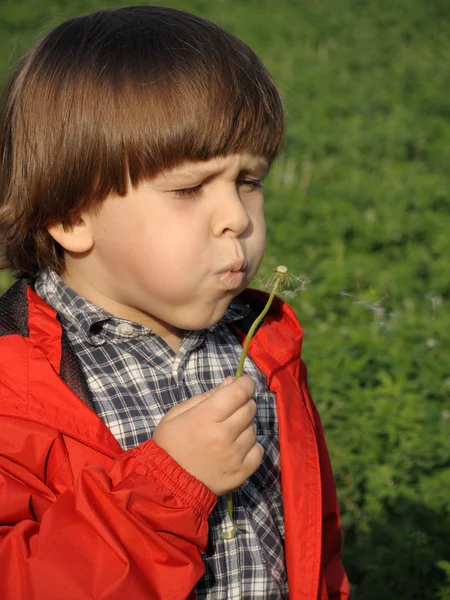 Prachtige kleine jongen waait paardebloem. — Stockfoto