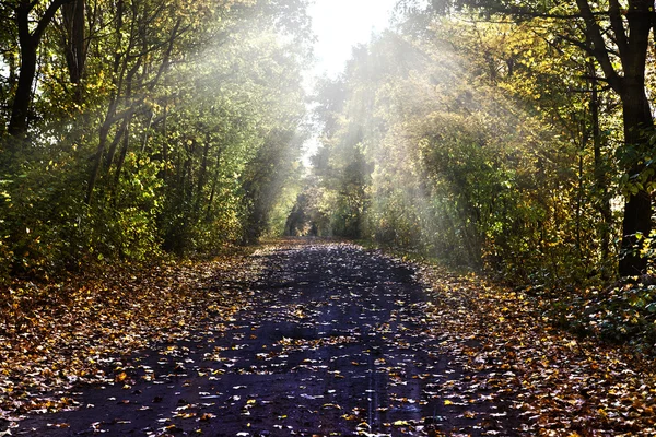 Chemin dans les paysages d'automne — Photo