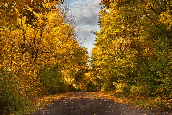 Chemin forestier dans les paysages d'automne — Photo