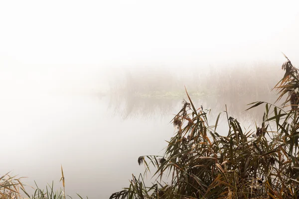 Riet door de rivier op een mistige dag — Stockfoto