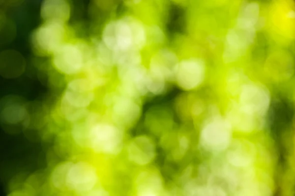 緑の自然背景 - ぼやけて葉を抽象化します。 — ストック写真