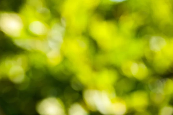 Abstrakt grön natur bakgrund - suddig blad — Stockfoto