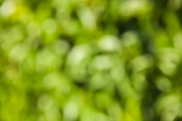 Abstrakt grön natur bakgrund - suddig blad — Stockfoto