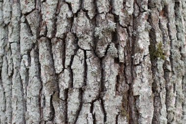 Meşe kabuğunun rahatlatıcı dokusu. Ağaç kabuğu.